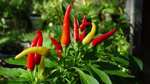 Burn Plus Ingredients